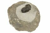 Bargain, .8" Gerastos Trilobite Fossil - Morocco - #193942-1